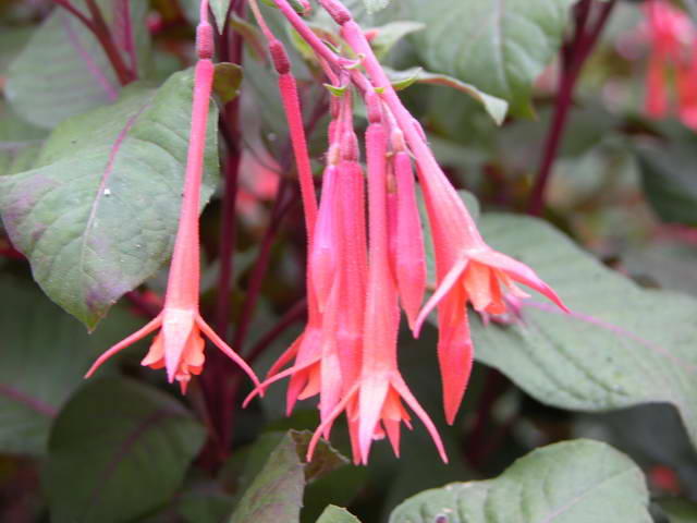 Fuchsia Thalia